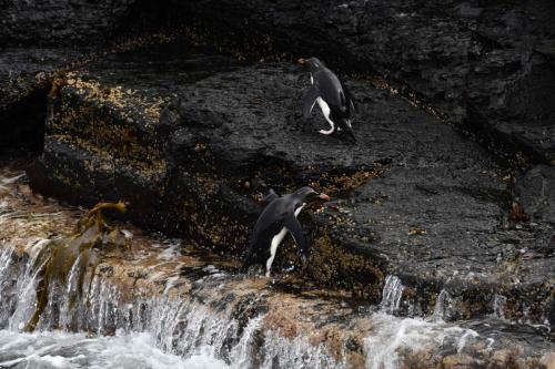 Arrivée des gorfous sauteurs au pied de la falaise qu'ils vont escalader.