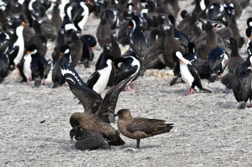 Labbe antarctique essayant de tuer un jeune cormoran impérial.