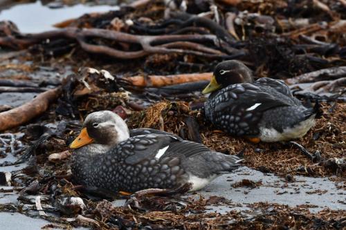 Brassemers des Malouines