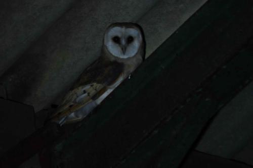 Chouette effraie