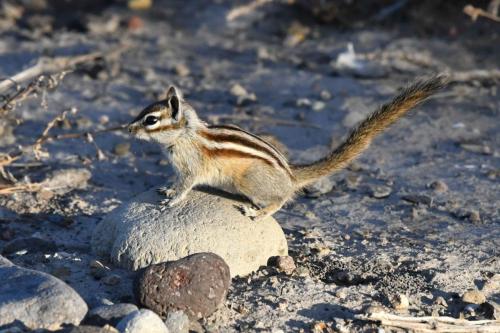 Least Chipmunk