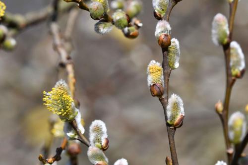 châtons mâles de saule cendré