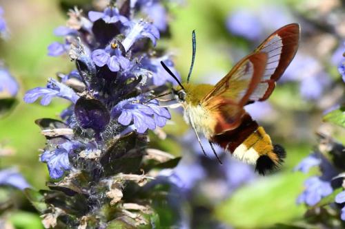 Sphinx-Gazé (Hemaris fuciformis)