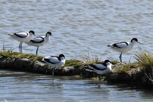 Avocettes élégantes