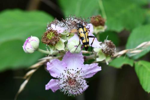 Lepture tachetée (Ruptela maculata)