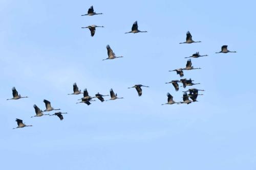 Retour des grues sur le lac