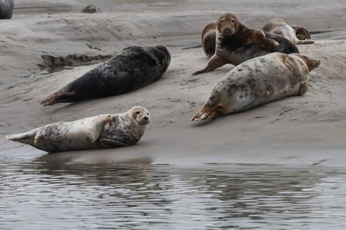 Phoques gris