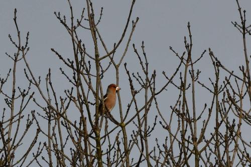Grosbec casse-noyaux