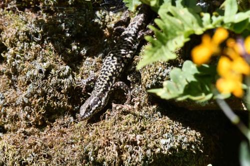 Lézard des murailles