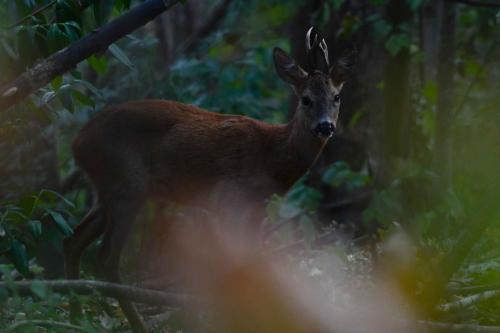 Chevreuil