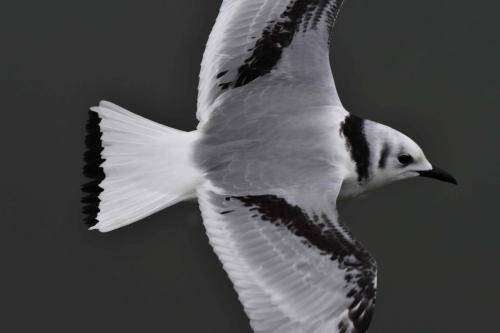 Mouette tridactyle (1ère année)