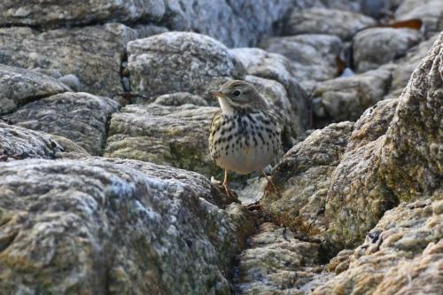 Pipit farlouse