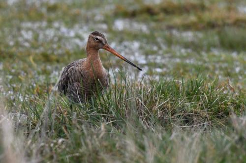 Barge à queue noire