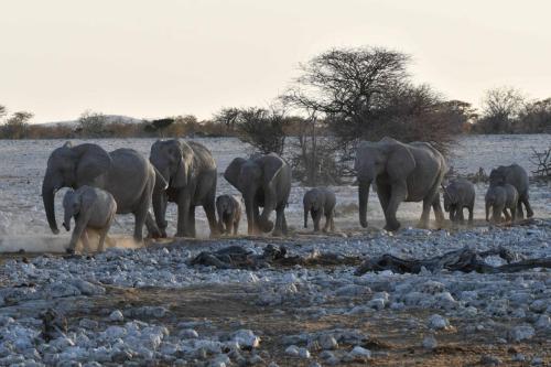 Elephants de savane
