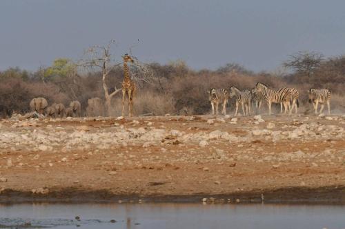 Girafe, zèbres de Burchell, éléphants de savane
