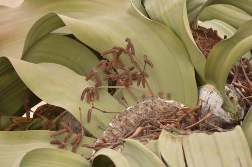 Welwitschia mirabilis