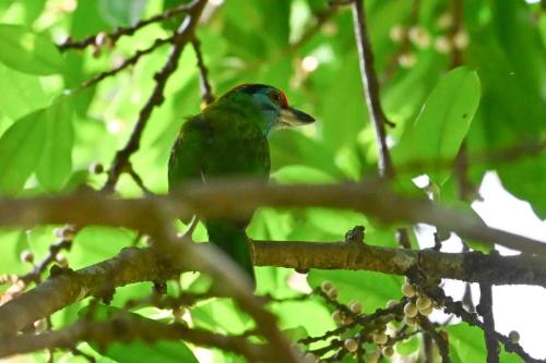 Barbu à gorge bleue
