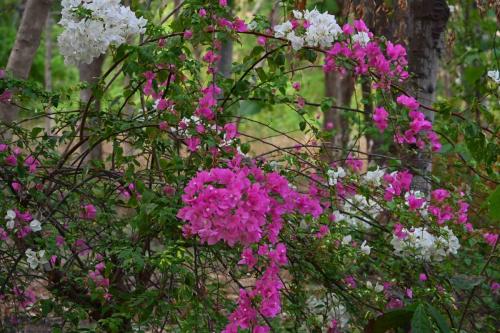 Bougainvillier