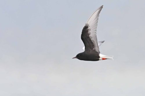 Guifette leucoptère