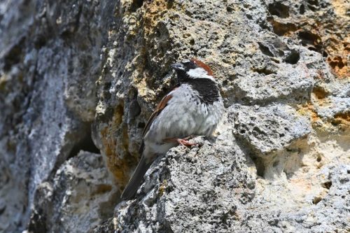 Moineau domestique