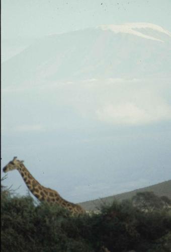 Kenya - Réserve d'Amboselli - Girafe