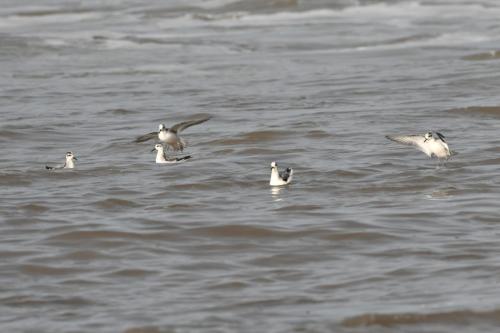 Phalaropes à bec large
