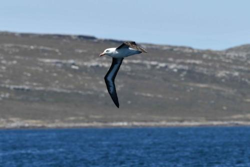 Albatros à sourcils noirs
