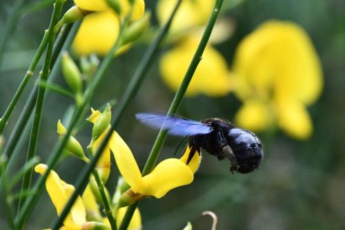 Xylocope violacé (Xylocopa violacea)