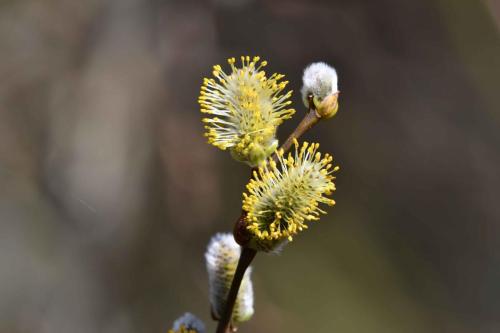 châtons mâles de saule cendré