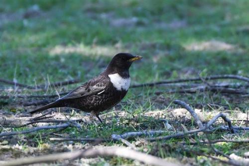 Merle à plastron (mâle)