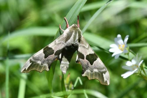 Sphinx du Tilleul (Mimas tilliae)