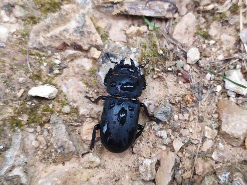 Petite biche (Dorcus parallelipipedus)