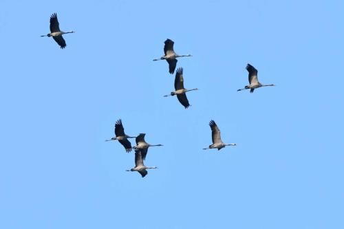 Retour des grues sur le lac