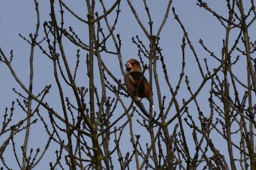 Grosbec casse-noyaux