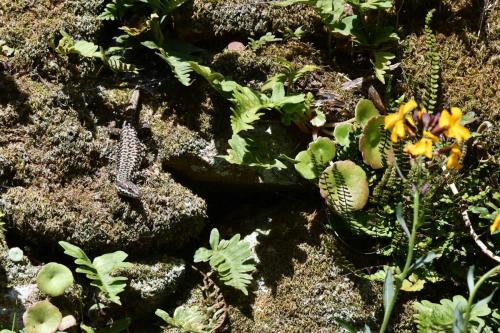 Lézard des murailles