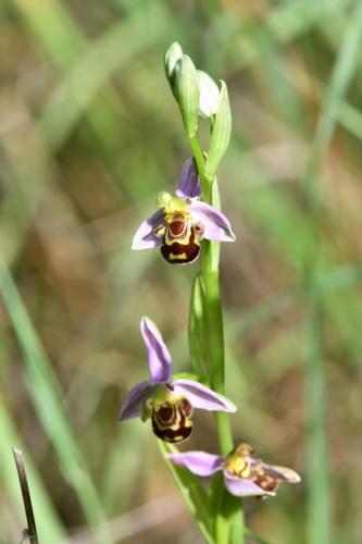 Ophrys abeille