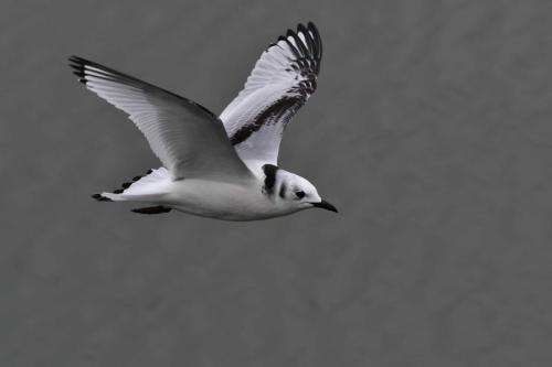 Mouette tridactyle (1ère année)