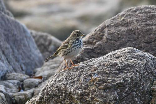 Pipit farlouse