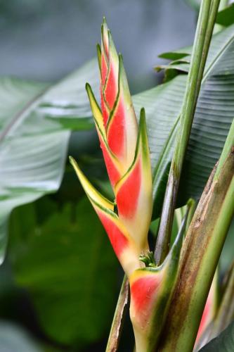 Heliconia