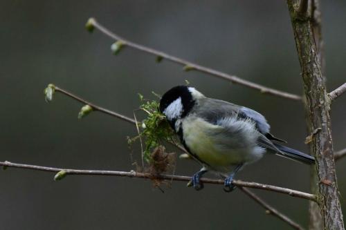 Mésange charbonnière