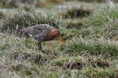 Barge à queue noire