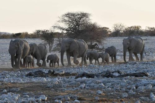 Elephants de savane