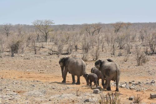 Elephants de savane