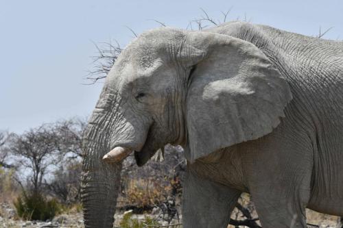 Eléphant de savane