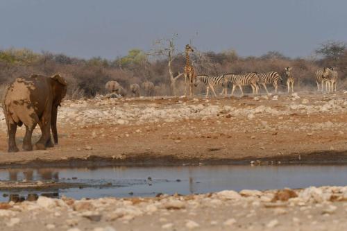 Girafe, zèbres de Burchell, éléphants de savane
