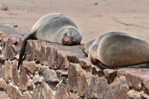 Otaries à fourrure d'Afrique du Sud