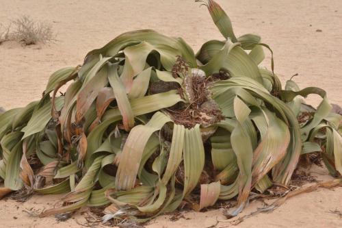 Welwitschia mirabilis