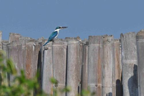 Martin-chasseur à collier blanc