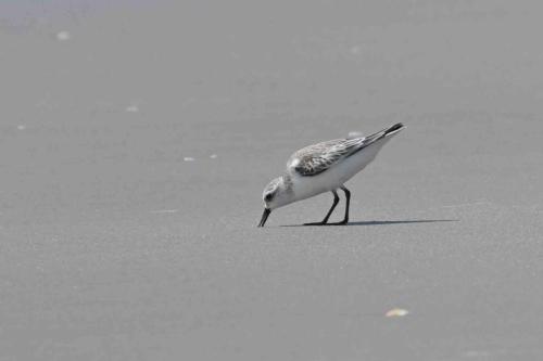 Bécasseau sanderling