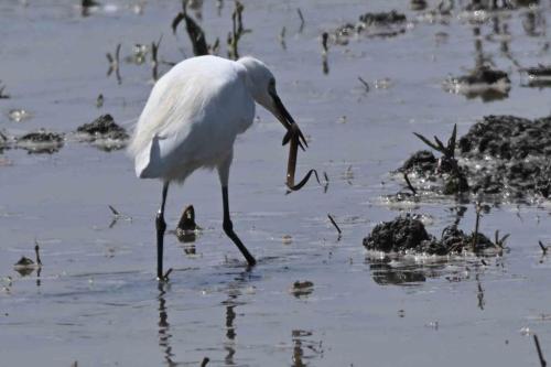 Aigrette garzette